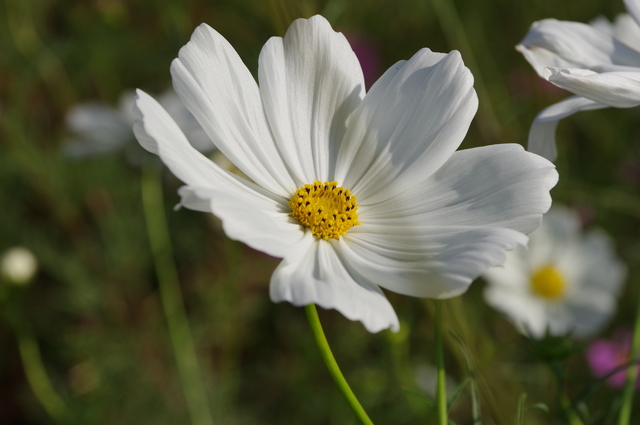 IMGP3628.JPG